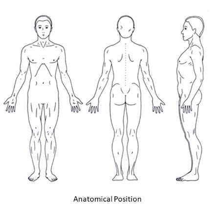 Briefly Explain The Anatomical Position And Explain Why It Is Important