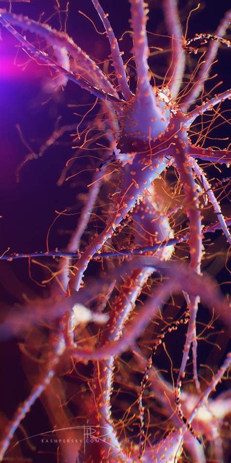 Brain Neurons By Alexey Kashpersky Via Behance Nuerons Neuron Brain