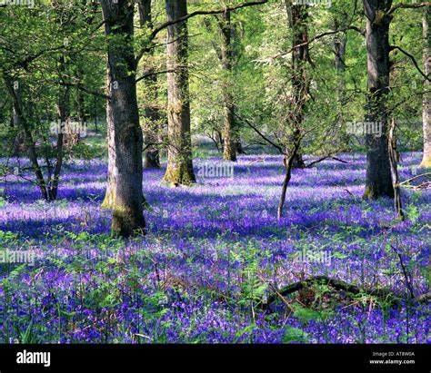 Gb Gloucestershire Bluebells At The Royal Forest Of Dean Stock Photo
