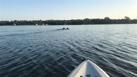Video Two Bears Caught Swimming Along Navarres Shoreline Wear