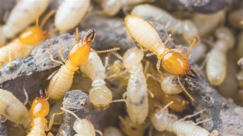 4 Types Of Termites In Arizona And How To Identify Them