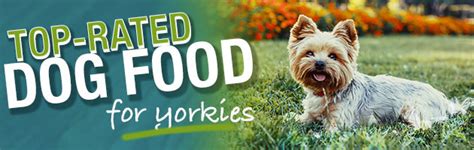Learn about yorkshire terrier feeding. What Is The Best Dog Food For A Yorkie?