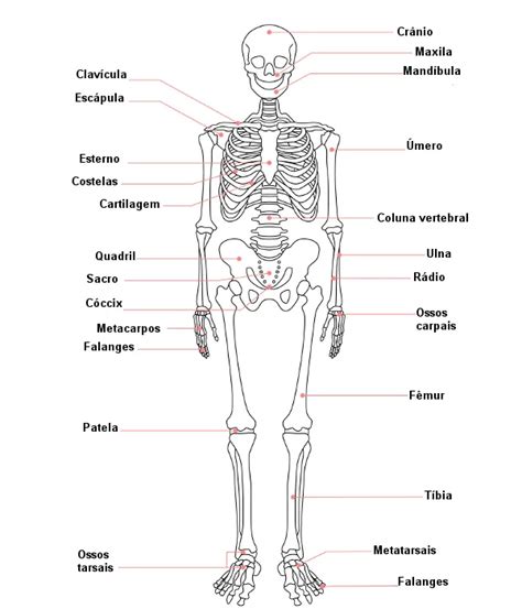 Sistema Esquelético Ossos E Articulações Brasil Escola Anatomia