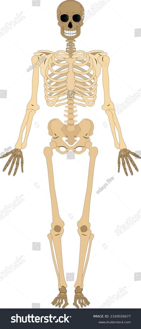 Human Body Skeletal System Medically Accurate Stock Vector Royalty