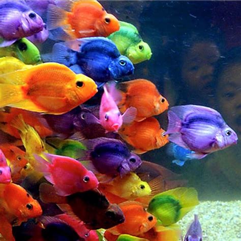 Colours Of Nature Beautiful Fish Beautiful Sea Creatures Colorful Fish