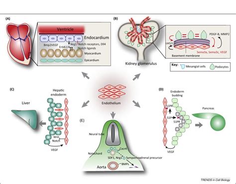 Regulation Of Tissue Morphogenesis By Endothelial Cell Derived Signals