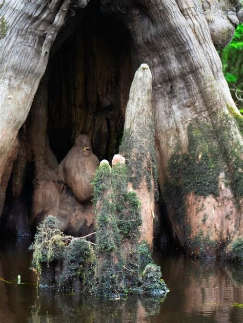 Some The Oldest Trees In The World Are Found In North Carolina