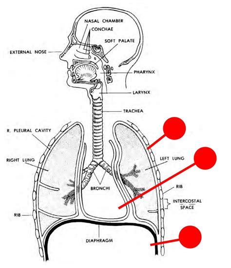Diagram Of Respitory System