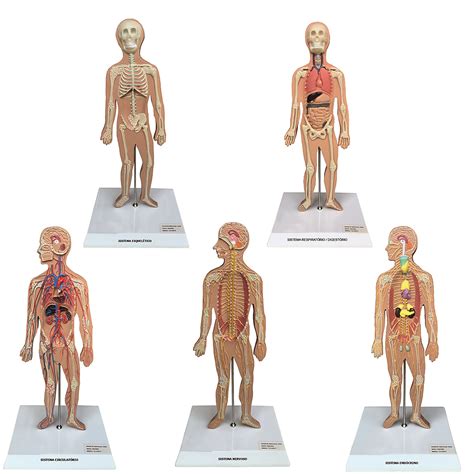 O Que É O Sistema Do Corpo Humano Exemplo Recente