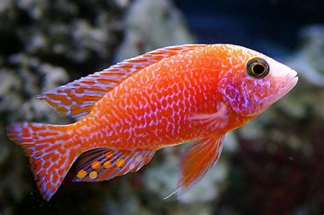 Does Eating Fish During Pregnancy Trigger Autism? » AutisMag