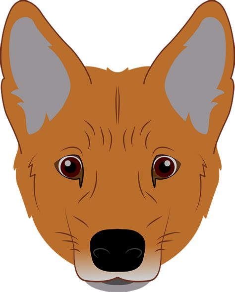 Dingo Face Clipart Free Download Transparent Png Creazilla