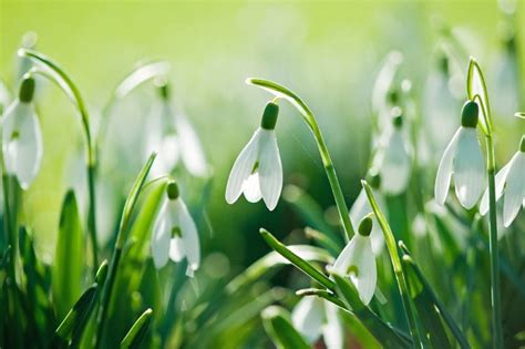 White Snowdrops White Flower Snow Drops Nature Flowers Hd