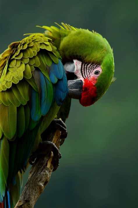 Free Images Nature Bird Wing Green Beak Clean Colorful Feather