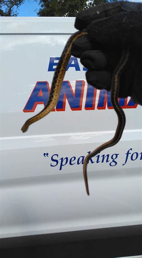 Snake Slithers Into Womans Car In East Lyme