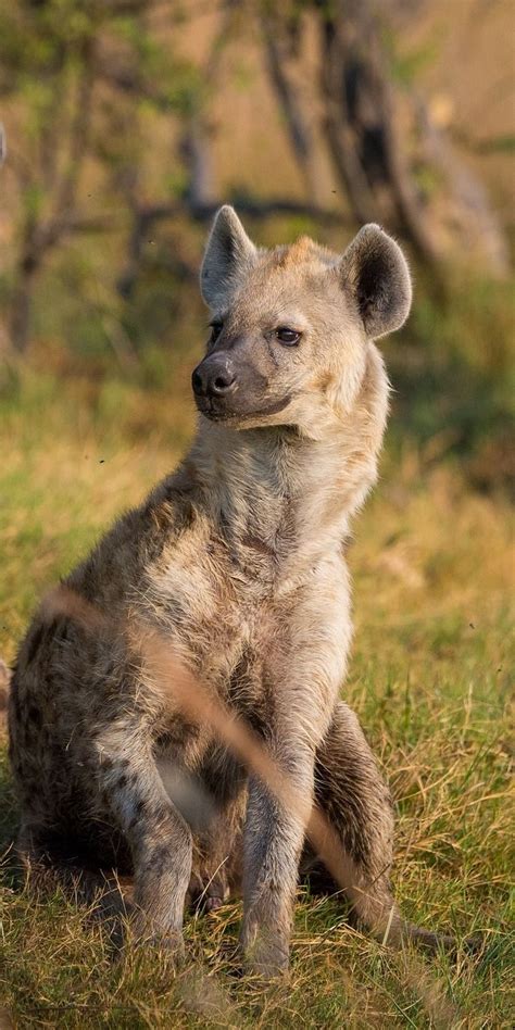 The Hyena An Unfairly Maligned Animal Hyaenidae