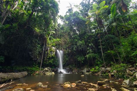 Curtis Falls In Mount Tamborine National Park On The Gold Coast