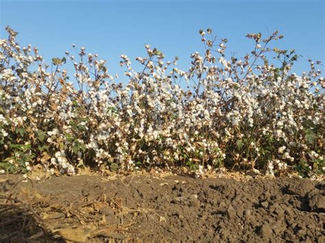 A Blossoming Cotton Field Just Before Harvest Stock Image Image Of
