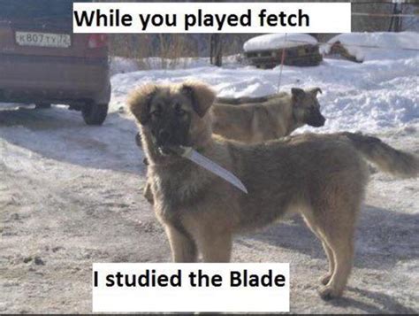 While You Played Fetch I Studied The Blade I Studied The Blade