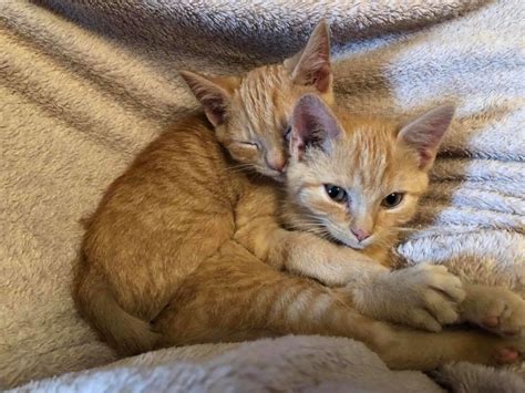 2 Ginger Kittens Rescued From Heartbreaking Situation Find Someone