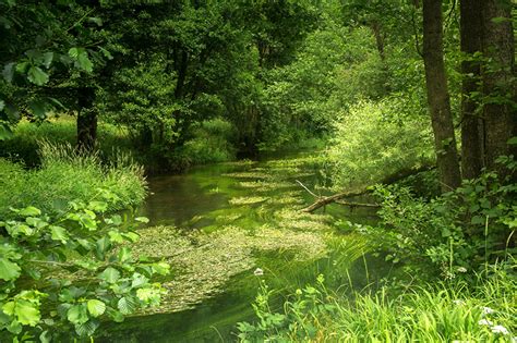 Fondos De Pantalla Alemania Ríos Bosques Baviera Naturaleza Descargar