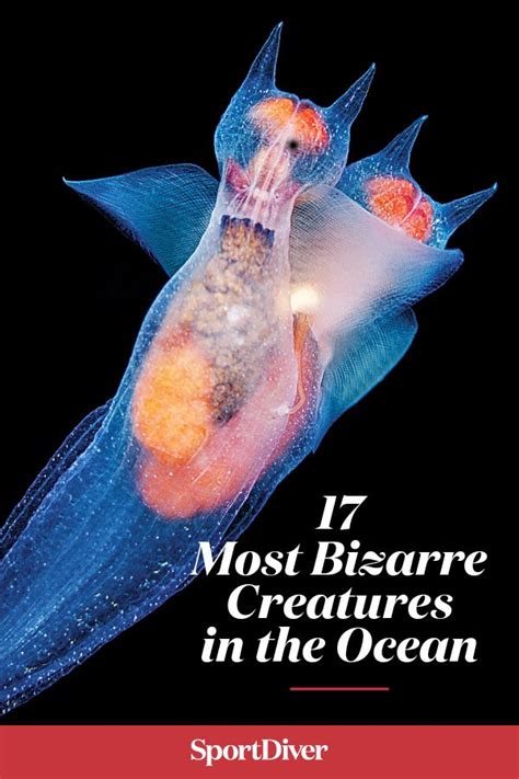 The 17 Most Bizarre Creatures In The Ocean —here Are The Most
