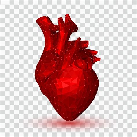Corazón 3d Corazón Humano Poligonal Bajo órgano De Anatomía Abstracta Concepto De Medicina