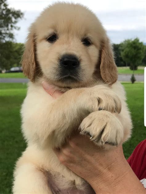 Crate trained and obedience trained puppies. Golden Retriever Puppies For Sale | Pottstown, PA #283375