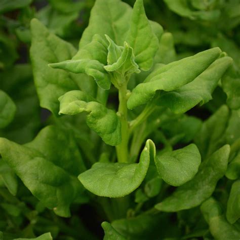 New Zealand Spinach Thresh Seed Co