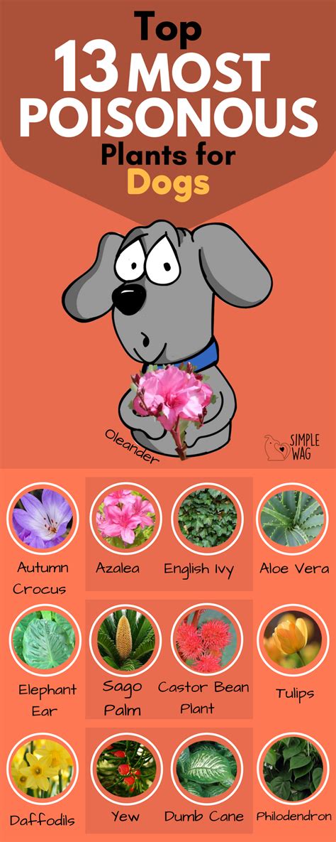 Christmas cactus is hardy and easy to care for. Top 13 Most Poisonous Plants for Dogs | Simple Wag
