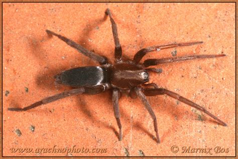 Scotophaeus Blackwalli Arachnophoto