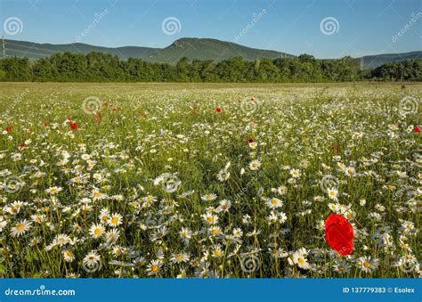 Daisies And Poppies In The Field Near The Mountains Meadow With