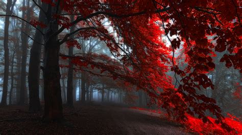 Red Autumn Leaves Trees Forest Background Hd Nature Wallpapers Hd
