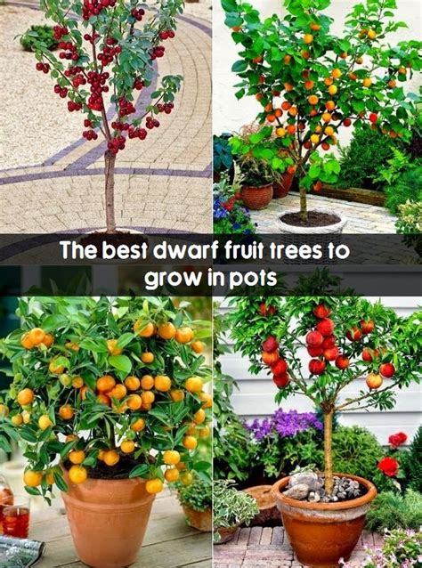 The Best Dwarf Fruit Trees To Grow In Pots Fruitgardening My