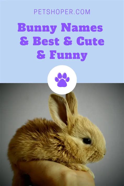 Bunny Names Best List 150 Cute And Funny Names Petshoper