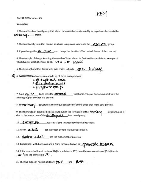 Dna structure and replication worksheet. DNA Replication Worksheet Answer Key
