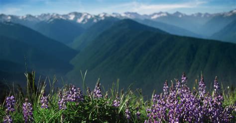 Mountain Pines Purple Flower Focus Motion Video Background