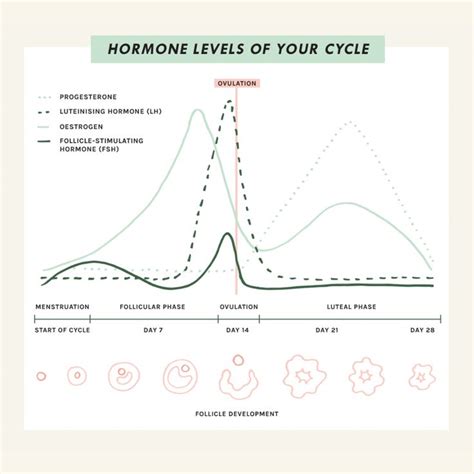 CYCLE SYNCING GUIDE A Cheatsheet To Understanding Supporting Your