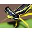 64 Macrophotography / Microphotography Of Flying Insects Or Bugs 
