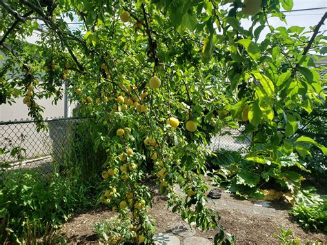 Check out our variety of fruit, flowering and evergreen trees available for $10 each. General 1 — Vancouver Fruit Tree Project