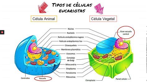 Diferentes Tipos De Celulas