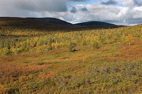 Fall Colors In Tundra Photograph By Aivar Mikko Pixels
