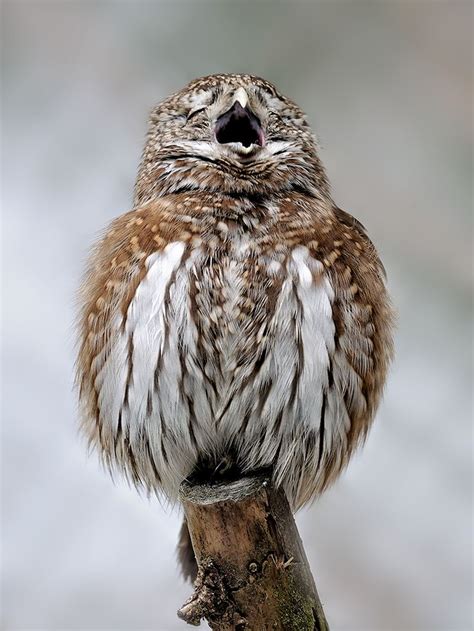Bayfront baby place is located in saint petersburg city of florida state. Keren's Place | Owl pictures, Pet birds, Beautiful owl