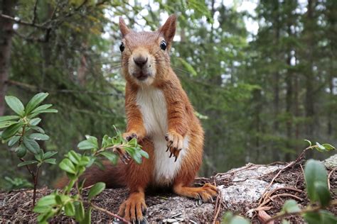 11 Incredible Images Of Swedens Wildlife — Wildsweden Wildlife