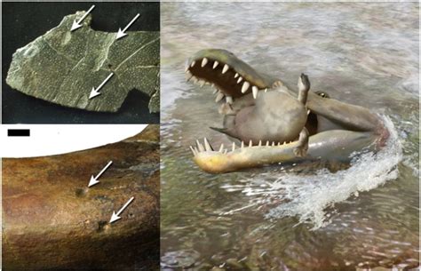The Nutcracker Croc Of Cretaceous Texas Wired
