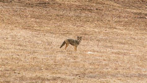 Coyote Hunting Video Look In His Eye Downwind Outdoors