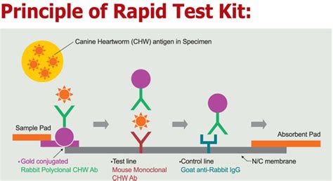 General guidance antigen tests are commonly used in the diagnosis of respiratory pathogens, including influenza viruses and respiratory syncytial virus. Antigen Rapid- Canine Heartworm Antigen Test Kit - Dan ...