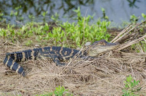 Alligator Circle B Bar Reserve Polk County Fl August 23 Flickr