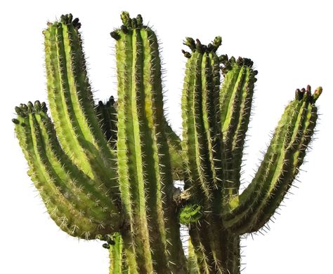 Cactus Desert Plant Png Image Purepng Free Transparen