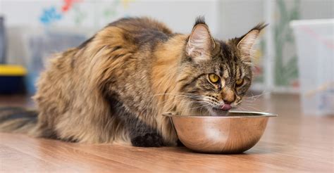 Even if the meat is not ground it can be sliced into note: Why Your Maine Coon Kitten Needs a High Protein Diet ...