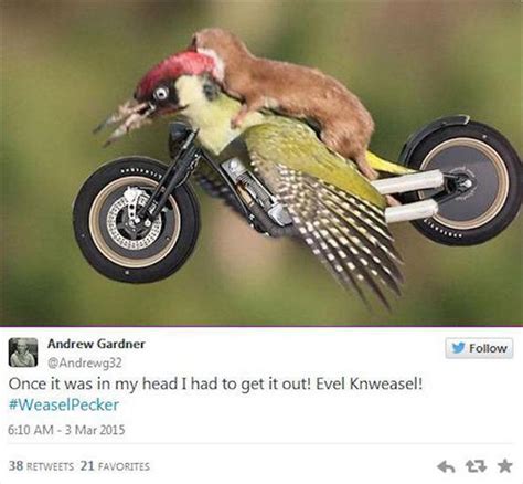 The Internet Had Way To Much Fun With The Weasel Riding The Woodpecker